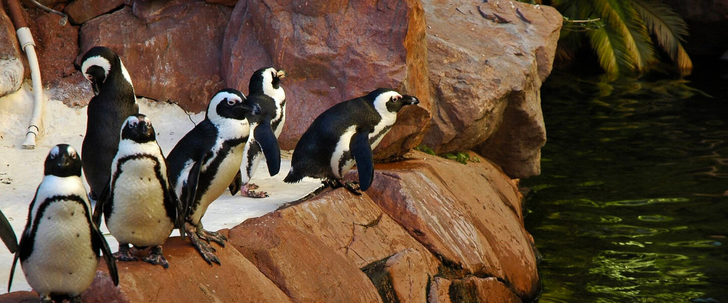 biodiversity, wildlife conservation, endangered birds, virile African penguin dies