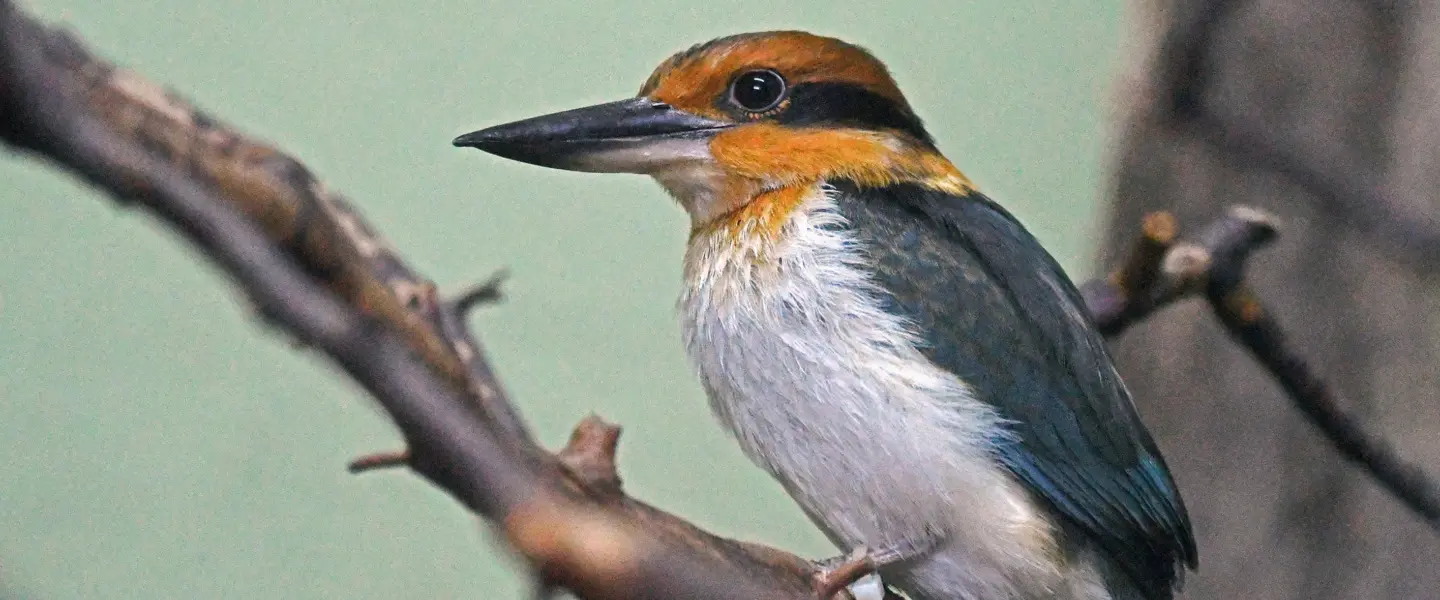 Guam Kingfisher, National Aviary, Pittsburgh