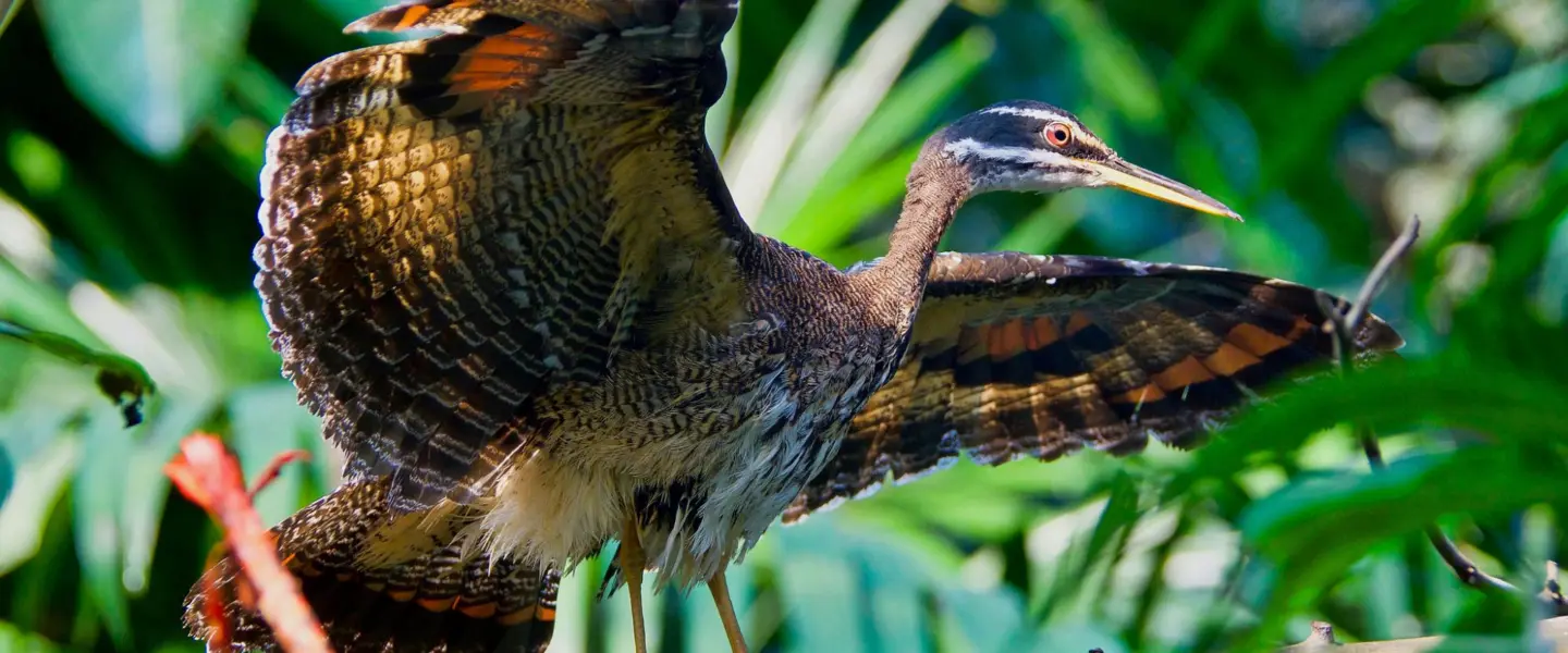 science, nature, biodiversity, Costa Rica, unique bird, sunbittern