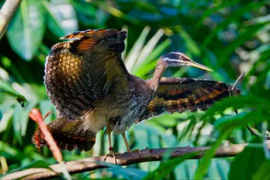 science, nature, biodiversity, Costa Rica, unique bird, sunbittern