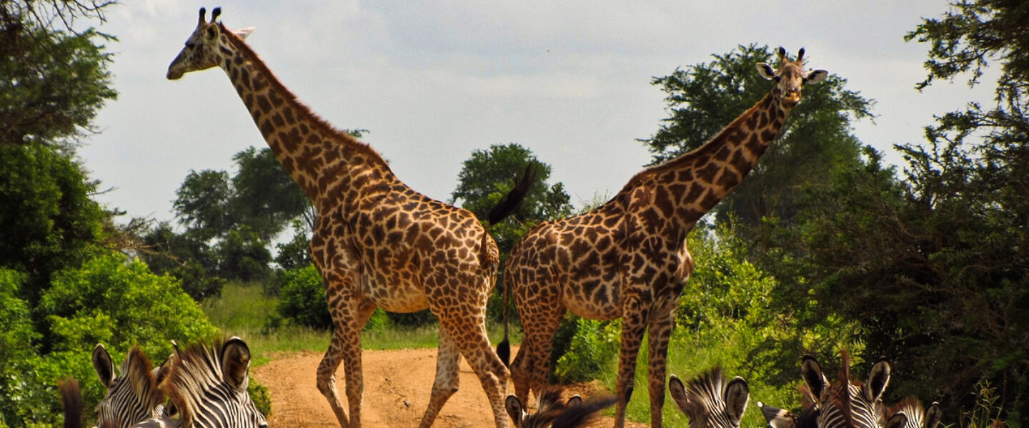 environment, climate crisis, biodiversity, giraffes, US endangered species list