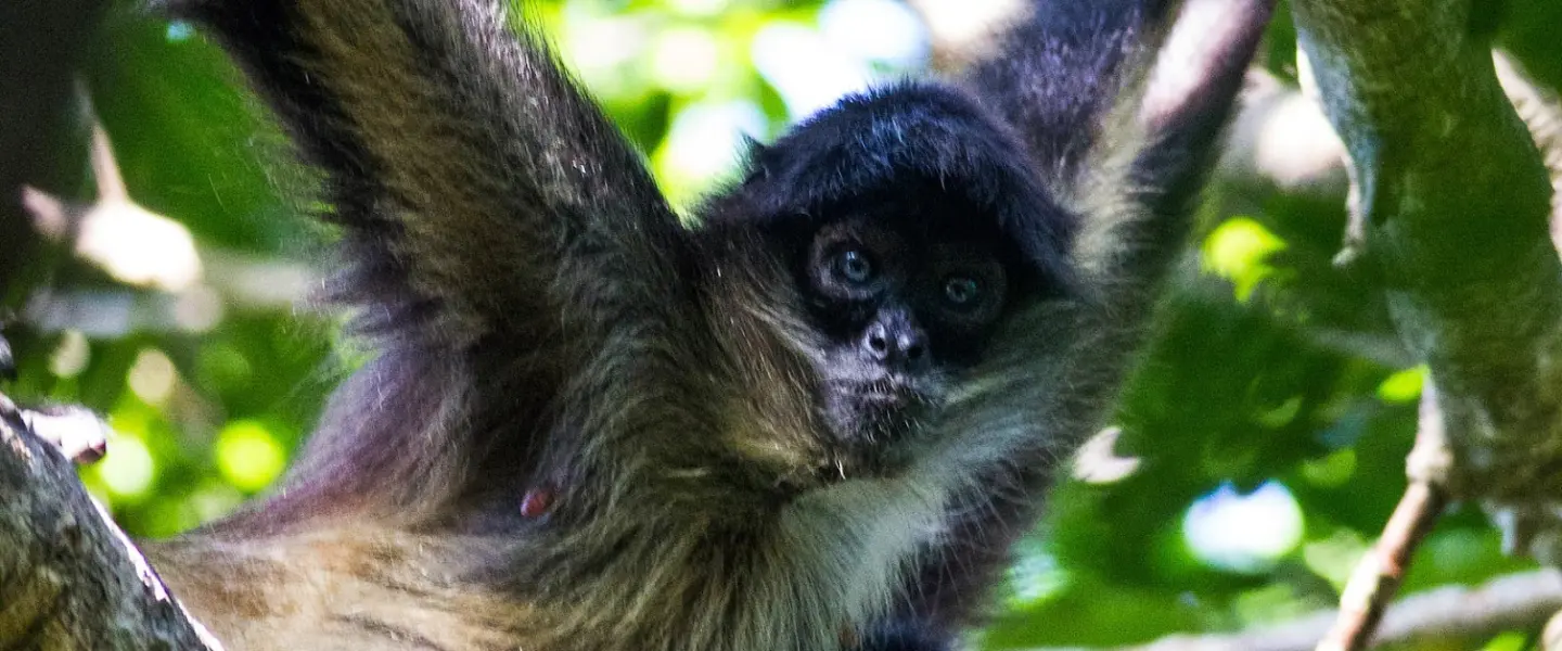 endangered wildlife, protection, Geoffrey's spider monkey, AI surveillance