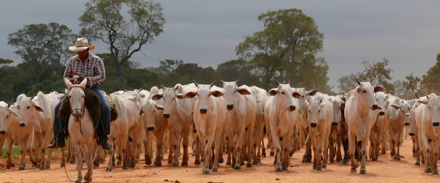 Herd of Brahman Cattle, Pantaneiro Cowboy, Brazil