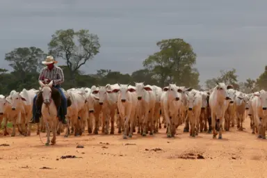 Herd of Brahman Cattle, Pantaneiro Cowboy, Brazil