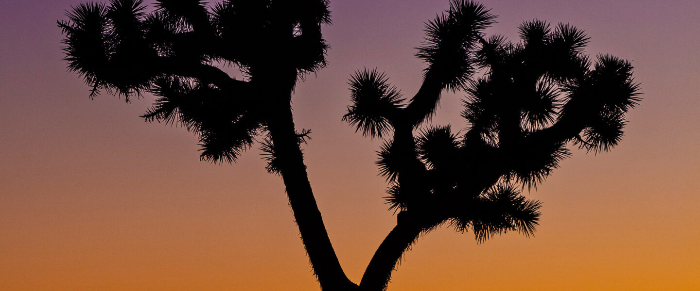 climate crisis, conservation, California, Joshua trees, peril, protection plan