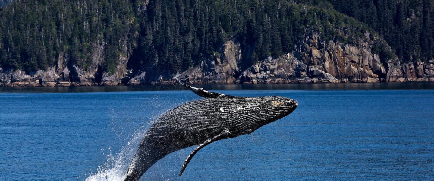 wildlife, marine migration, humpback whale sightings, record journey