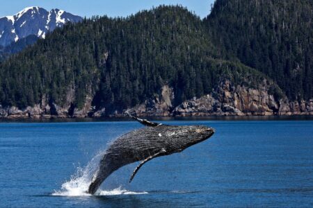 wildlife, marine migration, humpback whale sightings, record journey