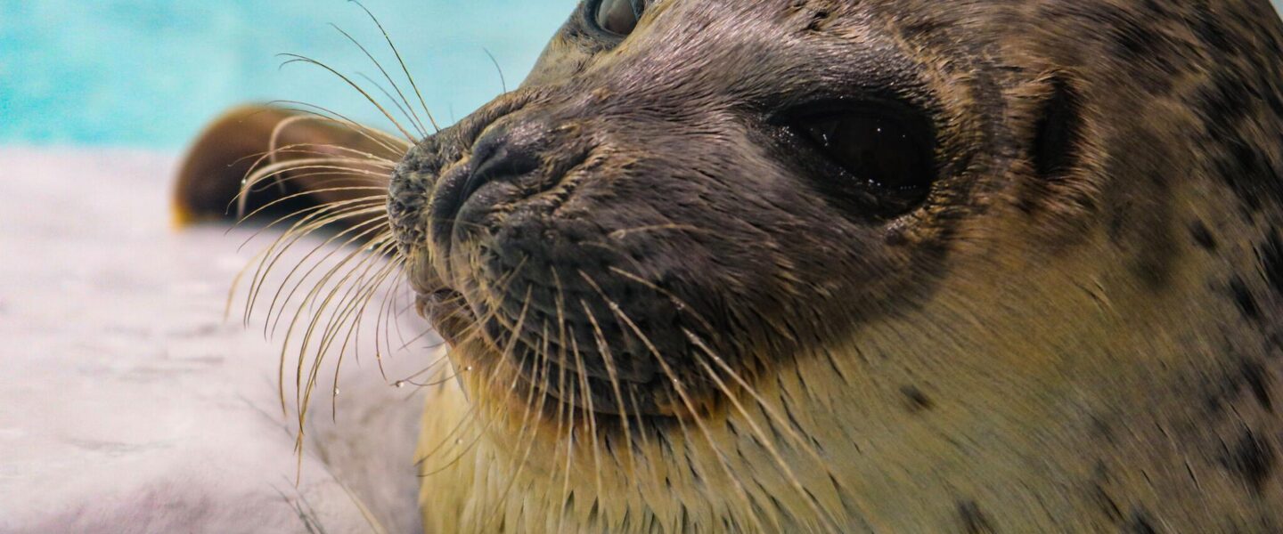 climate crisis, global warming, biodiversity, endangered species, ringed seals