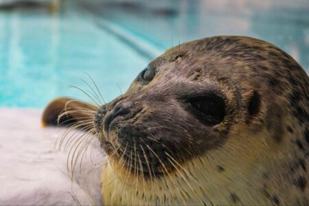 climate crisis, global warming, biodiversity, endangered species, ringed seals