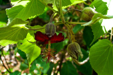 science, nature, botany, Maui wildfire, historic trees, conservation