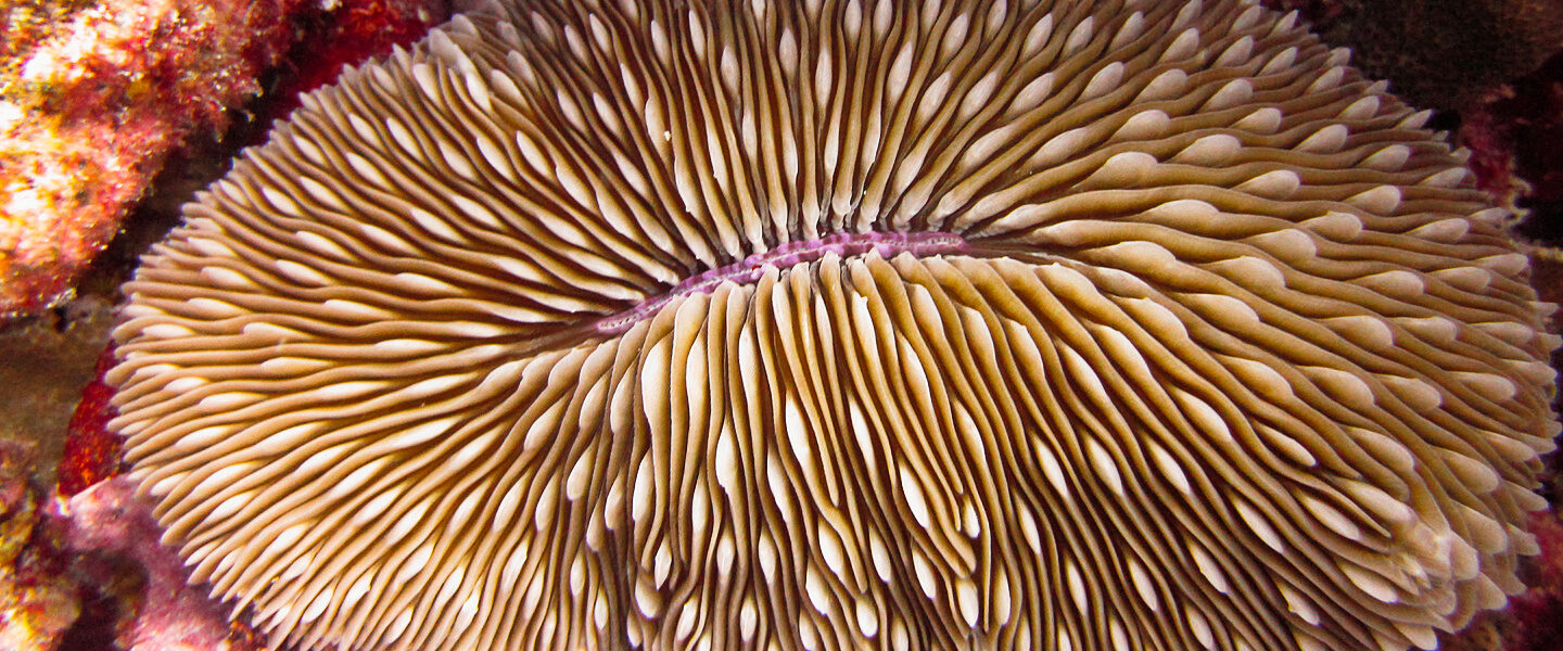 science, biology, marine life, mushroom coral, locomotion finding