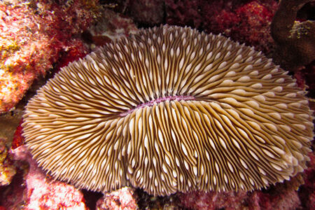 science, biology, marine life, mushroom coral, locomotion finding