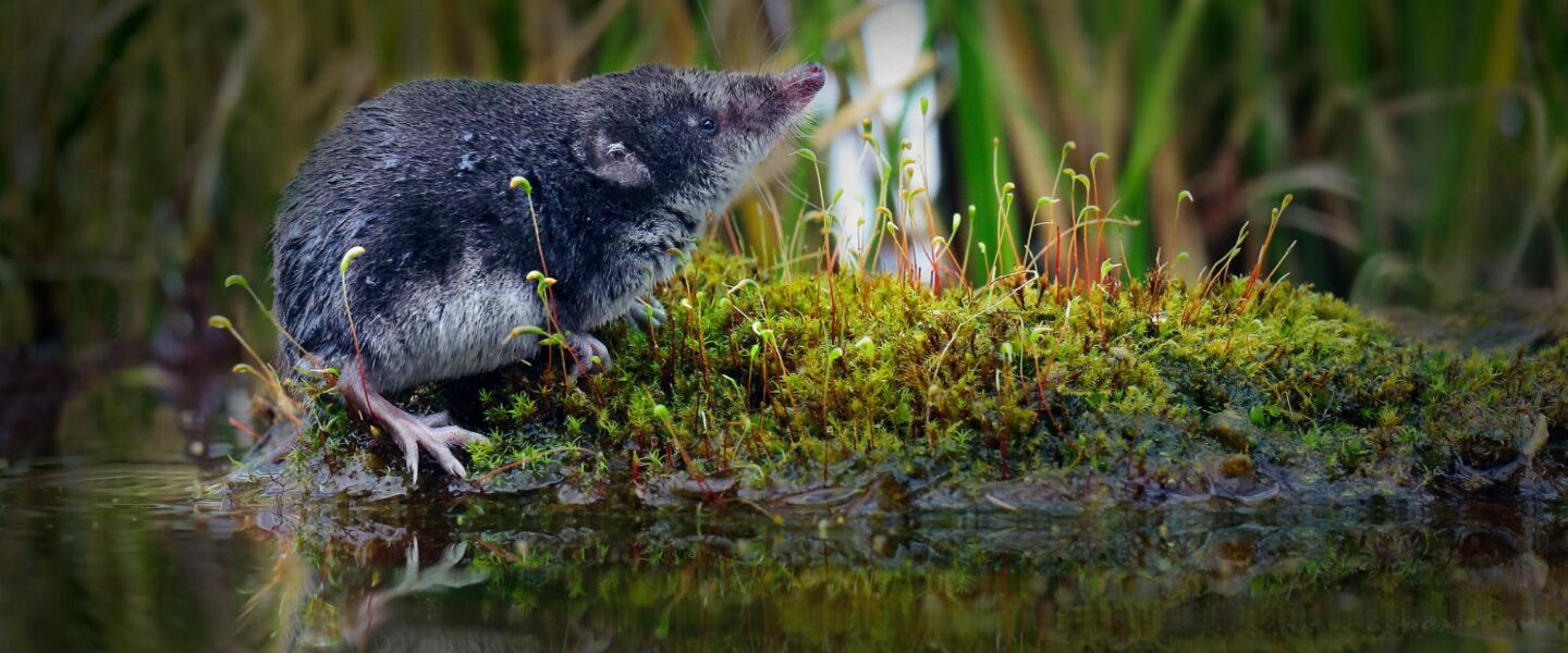 nature, biodiversity, mammals, California, elusive Mount Lyell shrew filmed