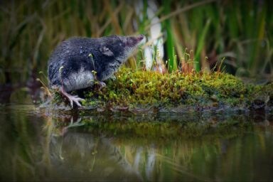 nature, biodiversity, mammals, California, elusive Mount Lyell shrew filmed