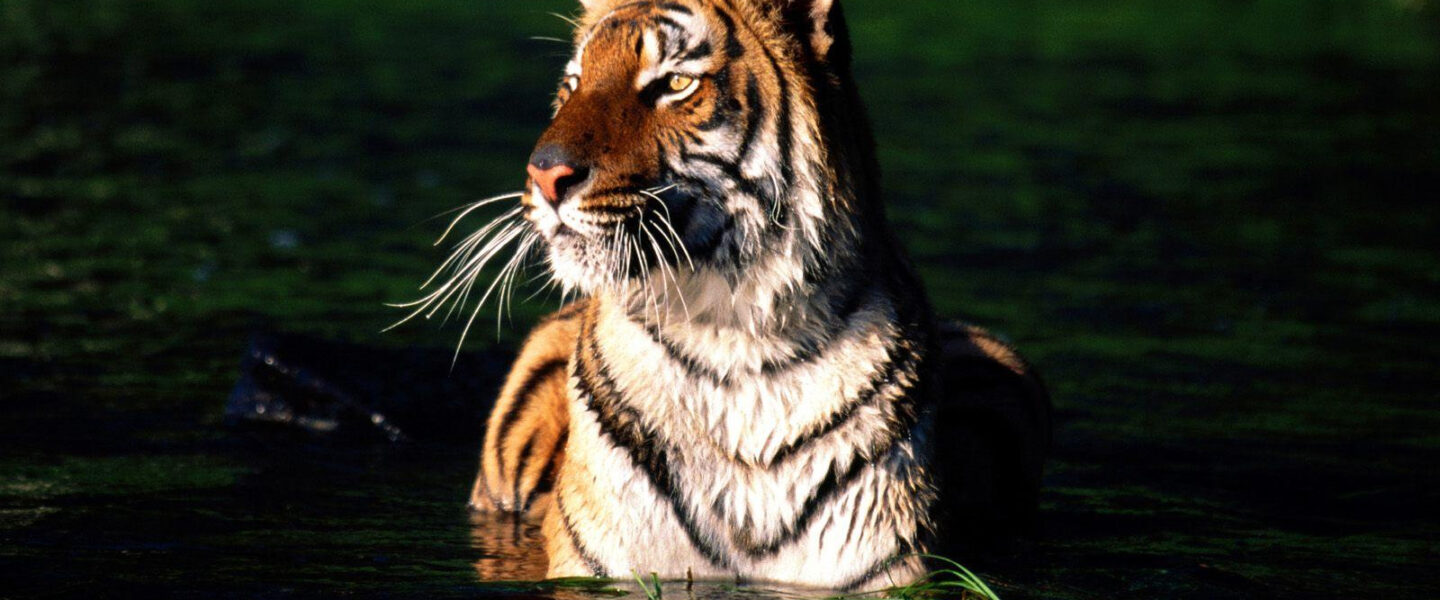 science, biodiversity, wildlife conservation, India, tiger conservation success