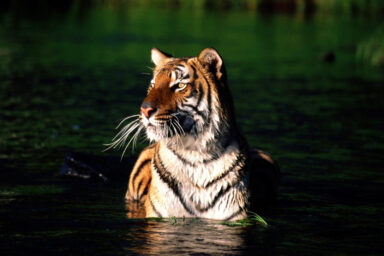 science, biodiversity, wildlife conservation, India, tiger conservation success