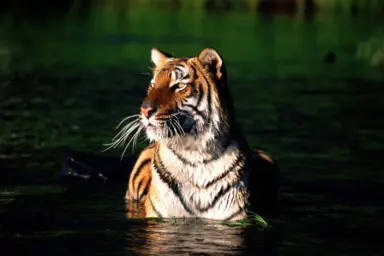 science, biodiversity, wildlife conservation, India, tiger conservation success