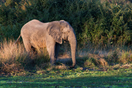 natural world, biodiversity, evolution, wildlife, species, tuskless elephants