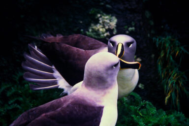 nature, biodiversity, New Zealand, conservation, albatrosses, livestream show