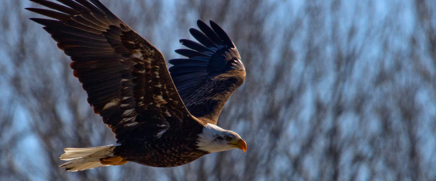 nature, wildlife, birds, American bald eagle, comeback