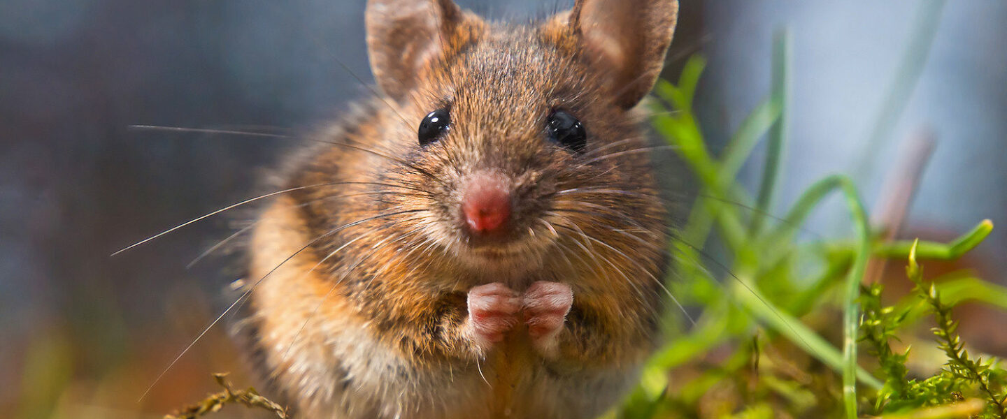 science, nature, mice, brain, neurons, comprehensive circuit diagram