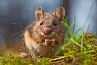 science, nature, mice, brain, neurons, comprehensive circuit diagram
