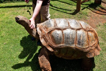 science, nature, biodiversity, ecosystem engineering, Aldabra, giant tortoises