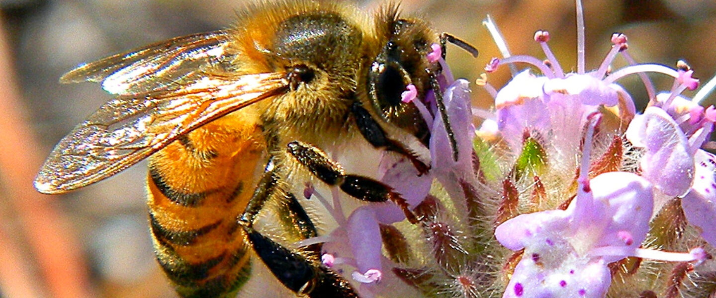 environment, wildflowers, toxins, metals, bees, health, study