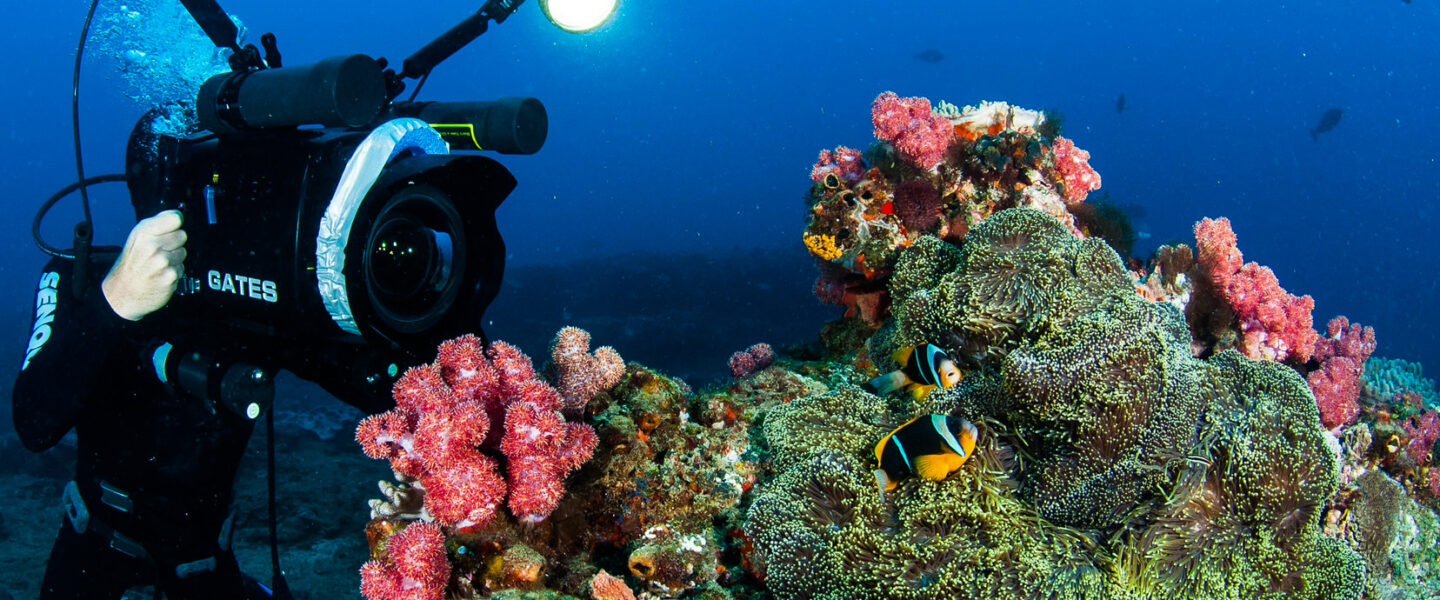 climate, oceans, nature, marine life, biodiversity, sea life census, discoveries