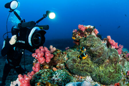 climate, oceans, nature, marine life, biodiversity, sea life census, discoveries