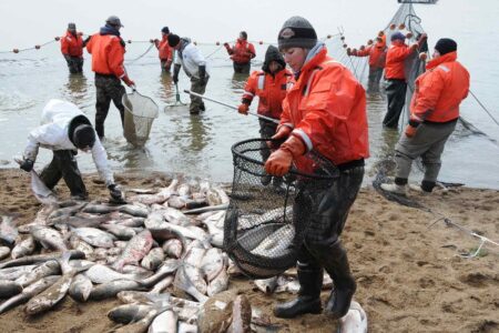 240,000 pounds of invasive Silver Carp removed