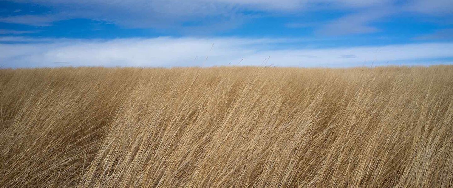 Minnesota, prairie, 2012