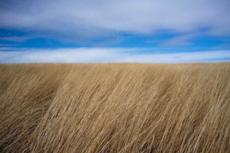 Minnesota, prairie, 2012