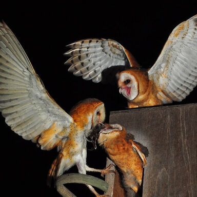Barn owls, London
