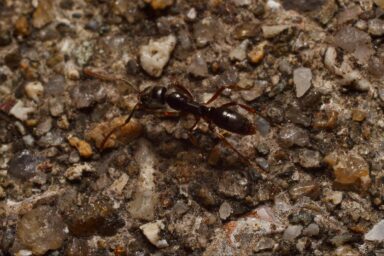 science, nature, insects, Asian needle ant, U.S., warning