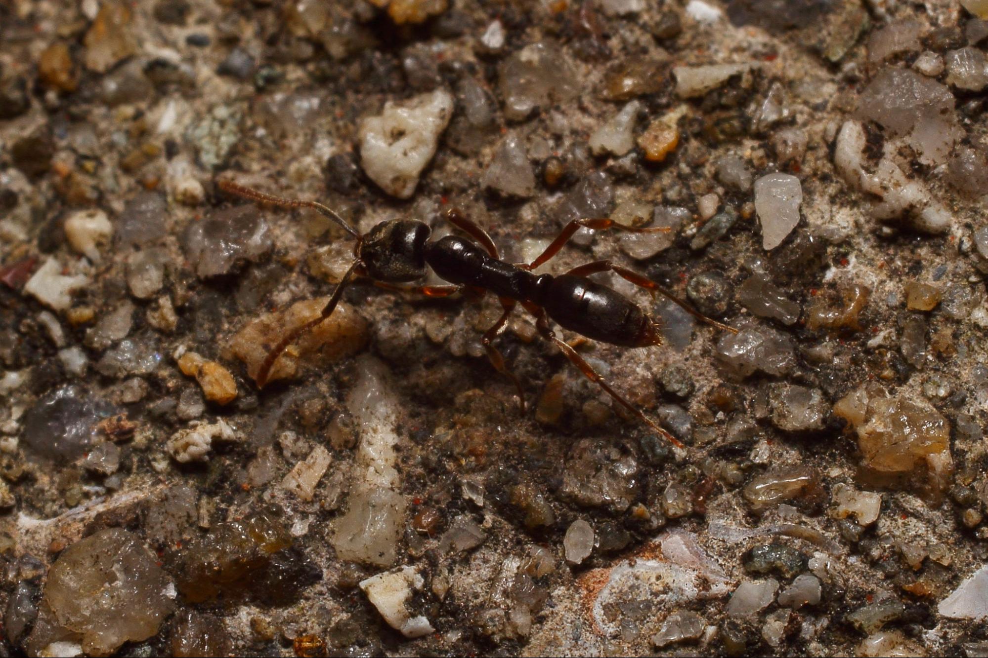 science, nature, insects, Asian needle ant, U.S., warning