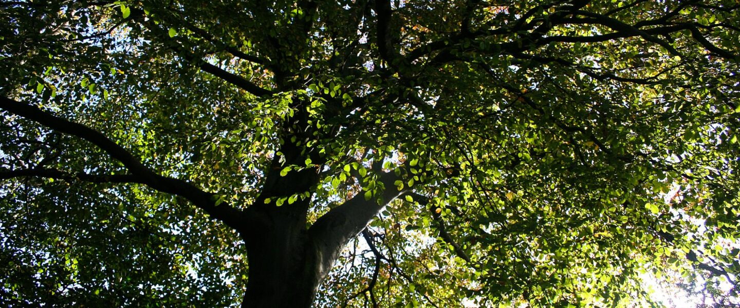 science, nature, NYC trees, beech leaf disease battle, ingenuity