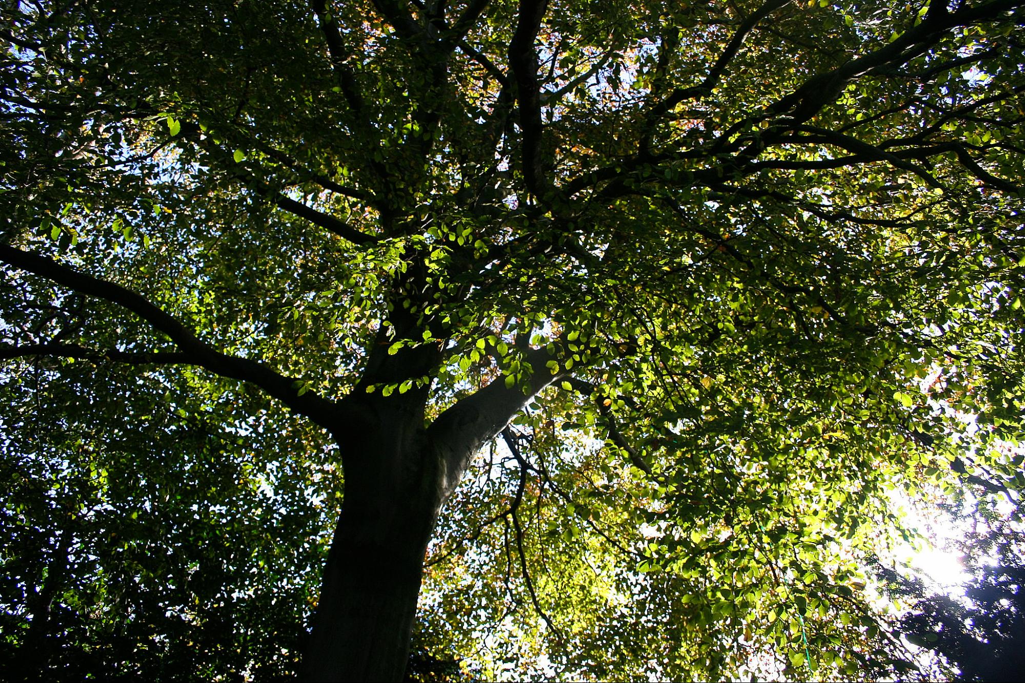 science, nature, NYC trees, beech leaf disease battle, ingenuity
