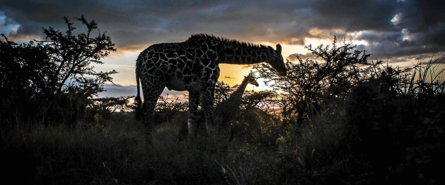 science, nature, wildlife conservation, predators, Maasai farmers, Nairobi National Park