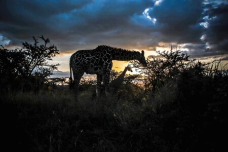 science, nature, wildlife conservation, predators, Maasai farmers, Nairobi National Park