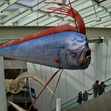nature, biodiversity, marine life, Tasmania, 'doomsday fish' discovery