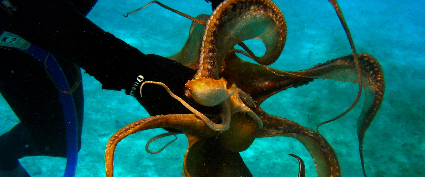 science, oceans, biodiversity, evolution, octopuses, early dominance