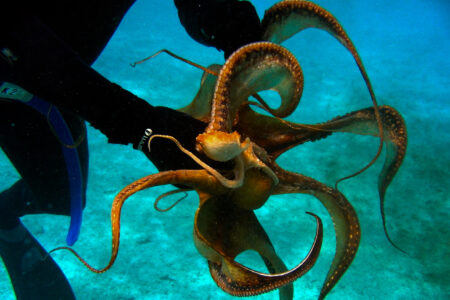 science, oceans, biodiversity, evolution, octopuses, early dominance