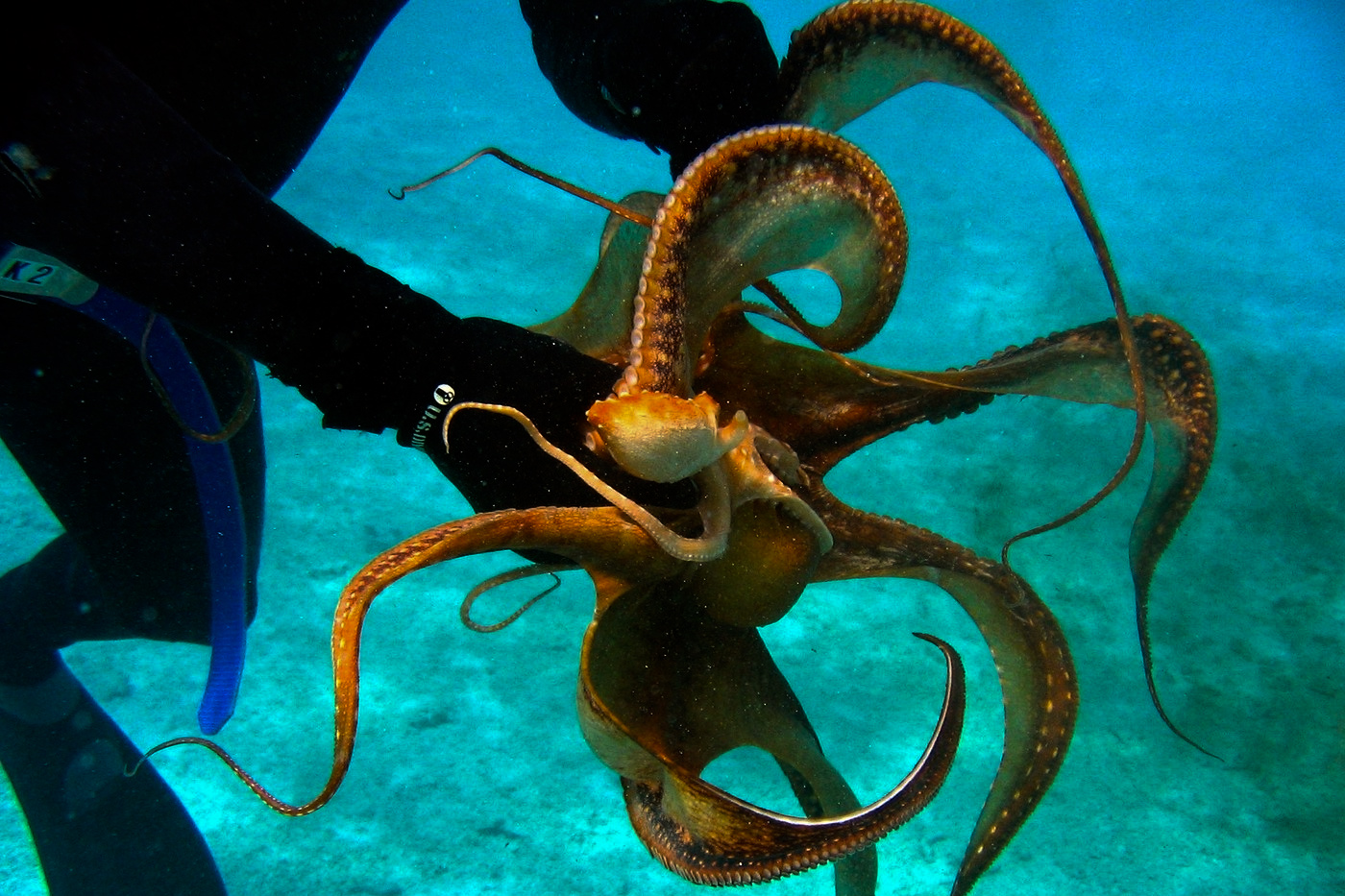 science, oceans, biodiversity, evolution, octopuses, early dominance