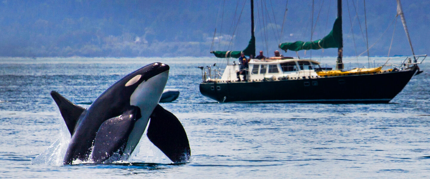 science, nature, marine life, Pacific Ocean, orca whales, bull kelp, grooming tool