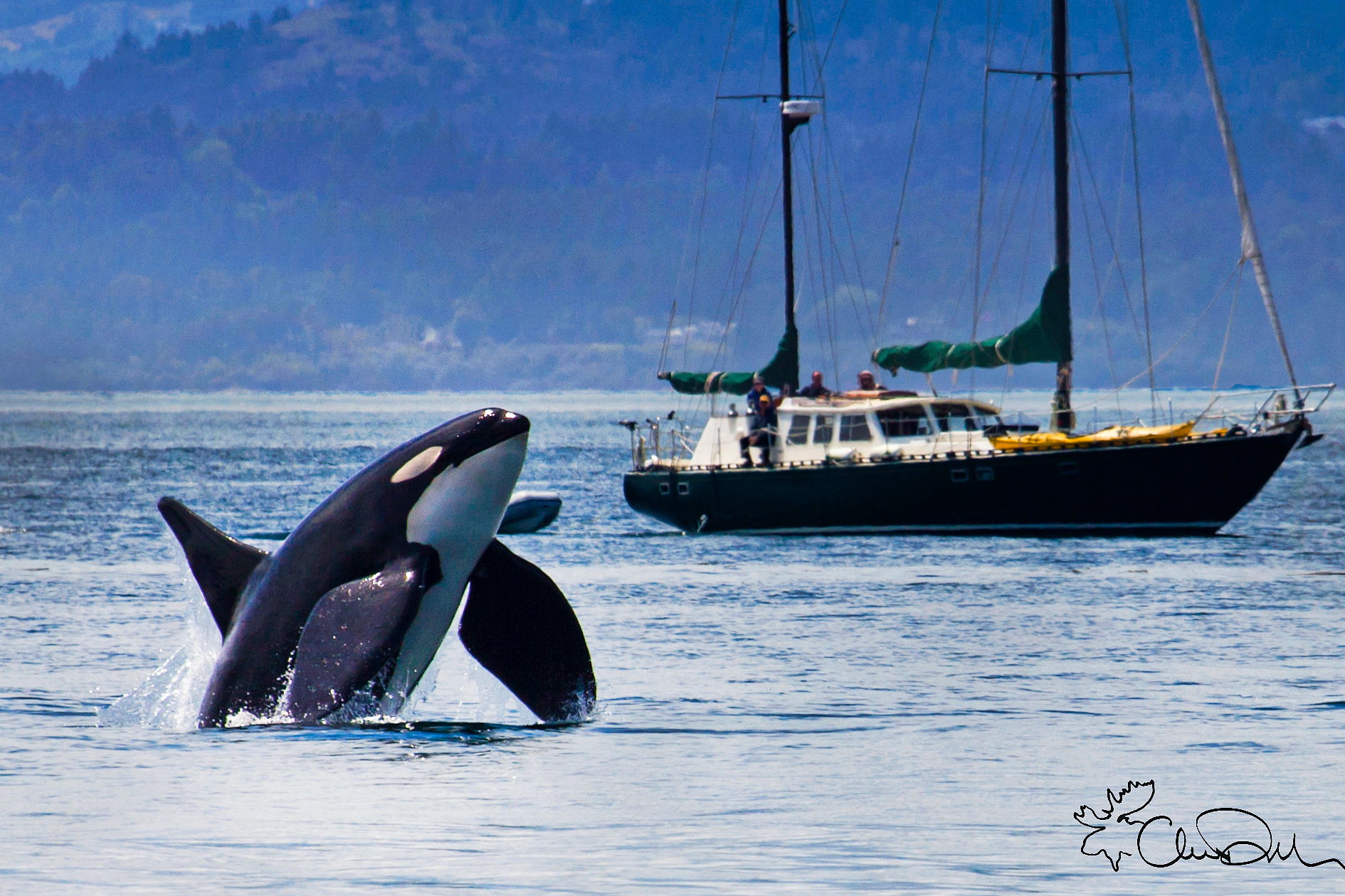 science, nature, marine life, Pacific Ocean, orca whales, bull kelp, grooming tool