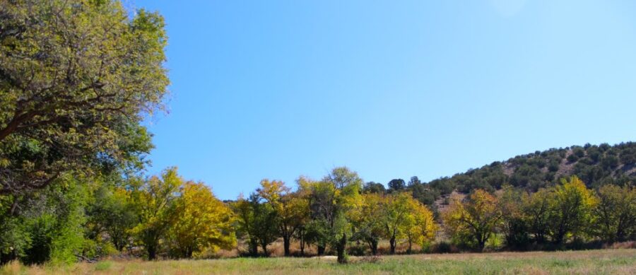 Black locust, mulberry trees, Real Orchard