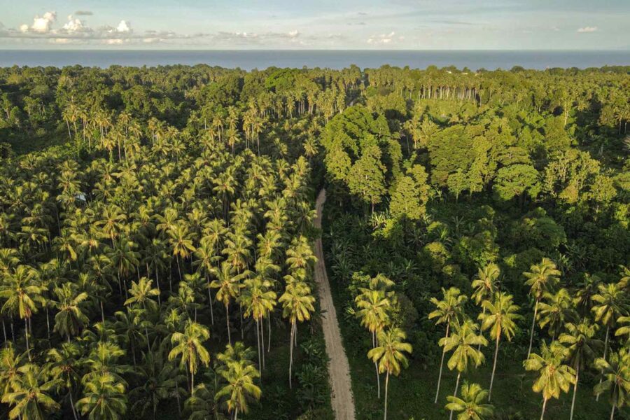coconut, cocoa, plantation, north of, Bougainville Island