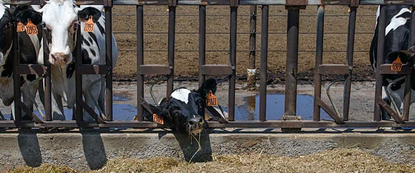 Exhausted dairy calf
