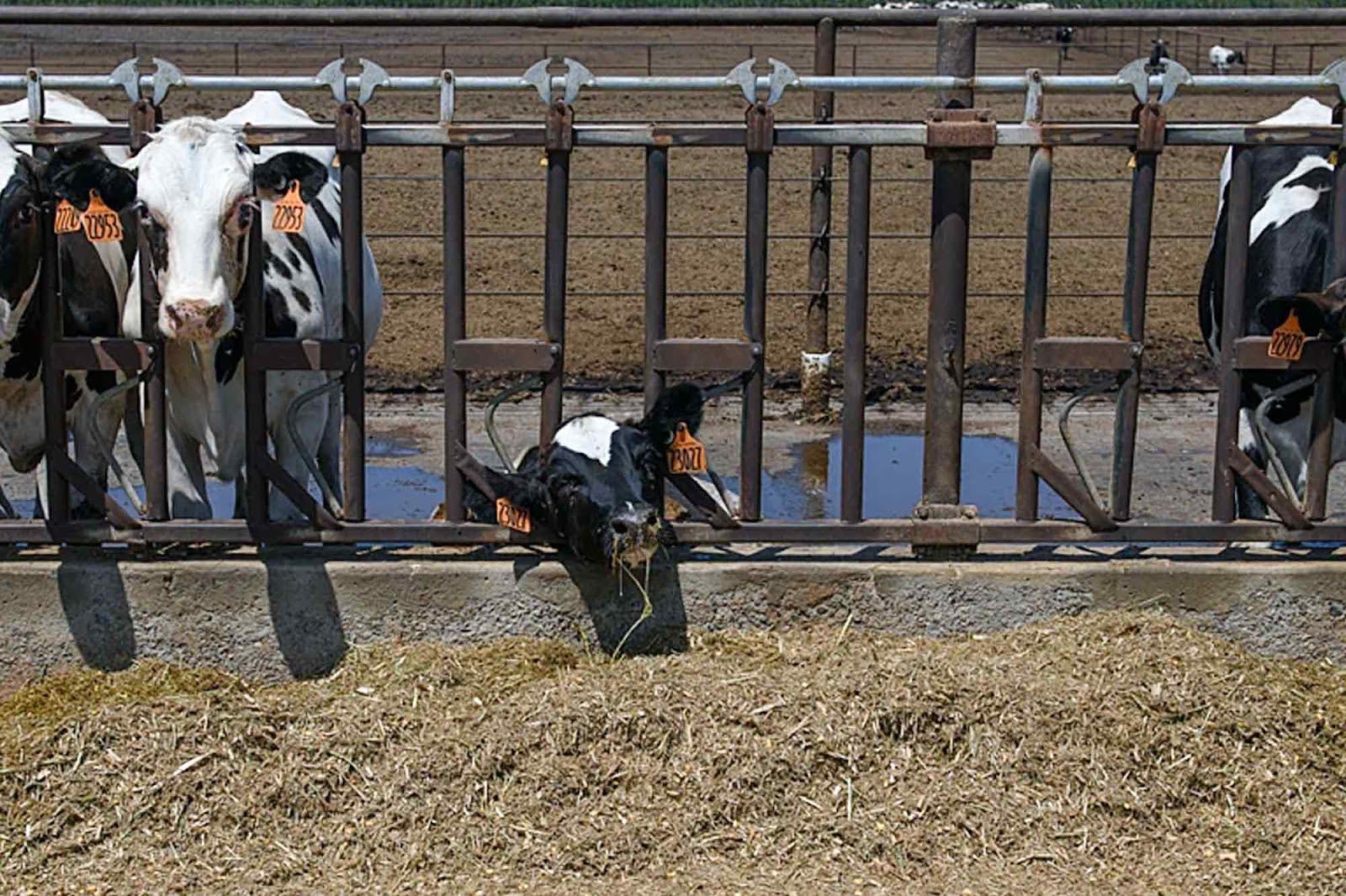 Exhausted dairy calf